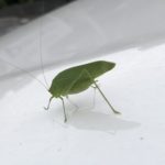 捜し人(?)・・・ザ・grasshopper~~~