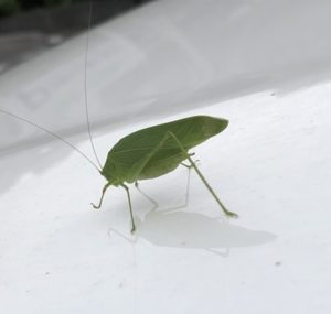 捜し人（？）・・・ザ・grasshopper～～～