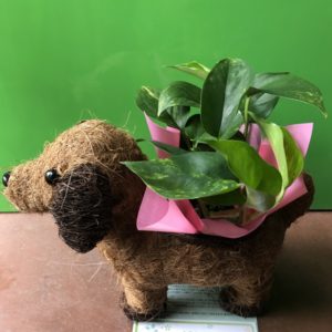 ついにDIVERに決めましたっ☆彡